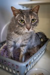 Stella  (FCID# 06/16/2023 - 129) - Photo 4