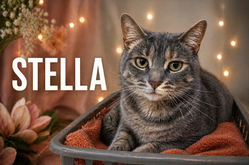 STELLA  (FCID# 06/16/2023 - 129) - Tabby available for adoption