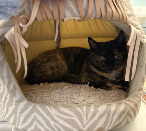 Nutmeg (FCID# 02/19/2026 - 28), Baby Tortoiseshell (short coat), cat for adoption in Lancaster, Pennsylvania