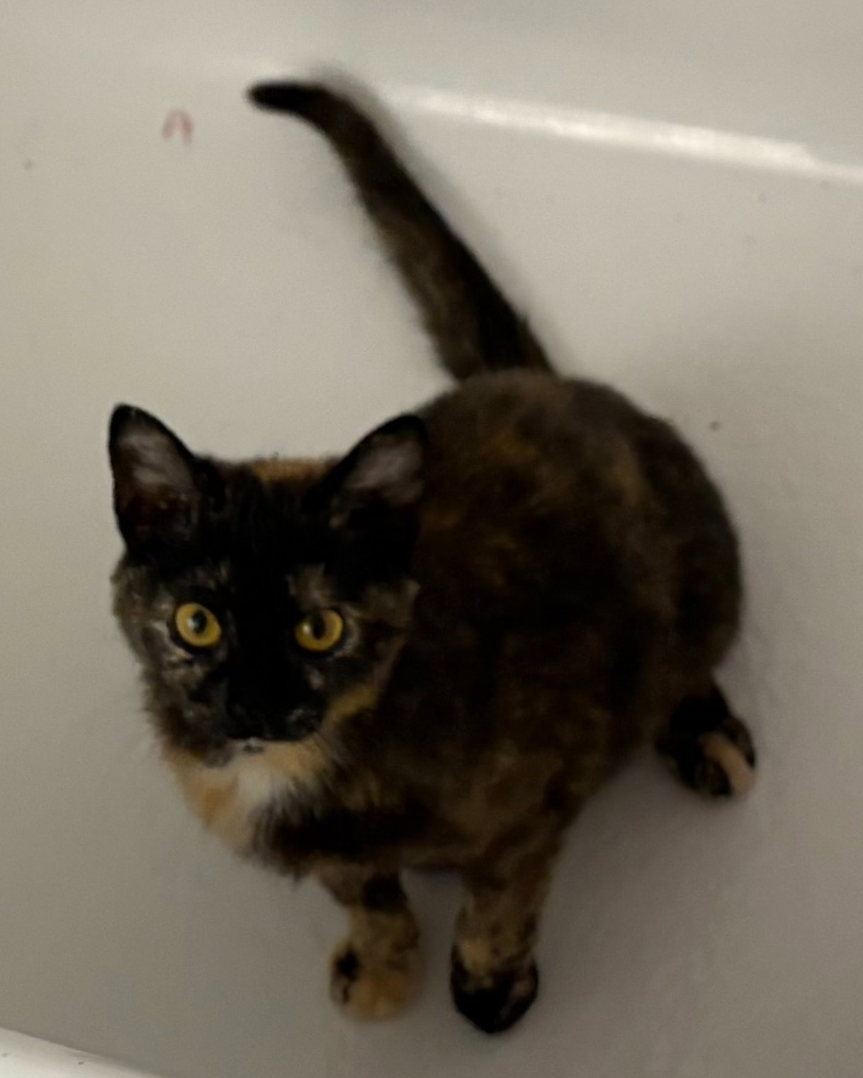Nutmeg (FCID# 02/19/2026 - 28 Brandywine PS) C Image