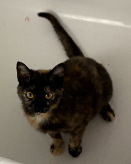 Nutmeg (FCID# 02/19/2026 - 28 Brandywine PS) C, an adoptable Tortoiseshell in Greenville, DE