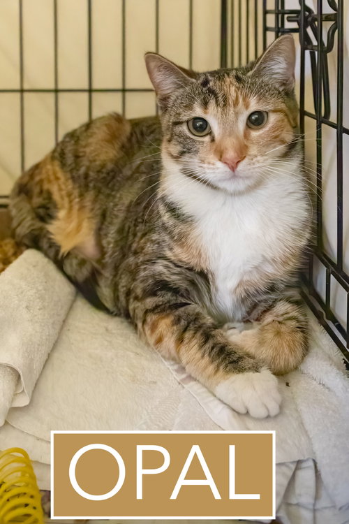 Opal (FCID# 02/19/2026 - 68), Adult Calico / Tabby / Mixed (short coat), cat for adoption in Lancaster, Pennsylvania