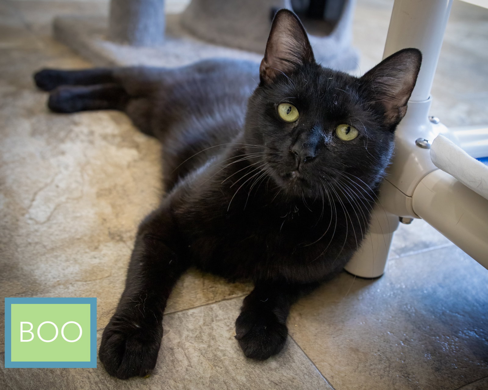 Boo (FCID# 02/19/2026 - 27 Trainer) Image