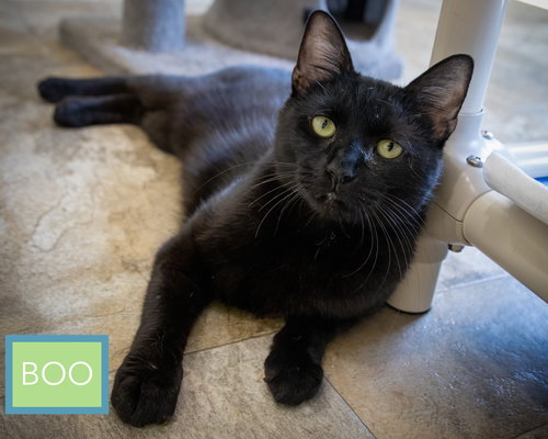 Boo (FCID# 02/19/2026 - 27 Trainer), Adult Domestic Short Hair (short coat), cat for adoption in Lancaster, Pennsylvania
