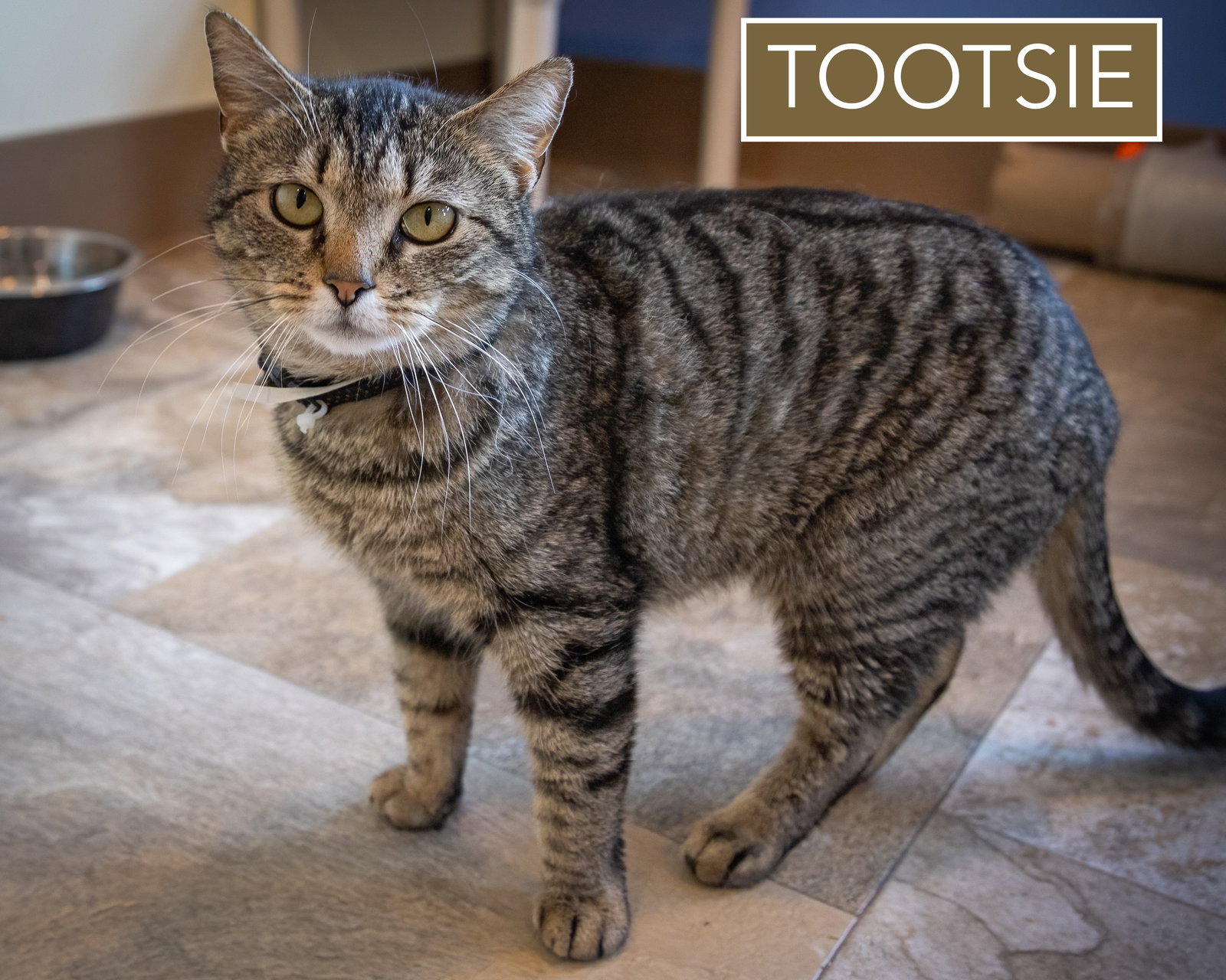 Tootsie (FCID# 02/19/2026 - 21 Brandywine PS) C Image