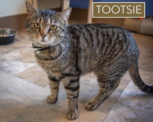 Tootsie (FCID# 02/19/2026 - 21 Brandywine PS) C, an adoptable Tabby in Greenville, DE