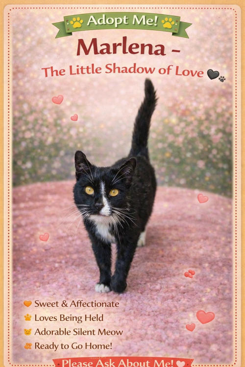 Marlena:Foster Requested (FCID 2/19/26-57 Trainer), Adult Tuxedo (short coat), cat for adoption in Lancaster, Pennsylvania