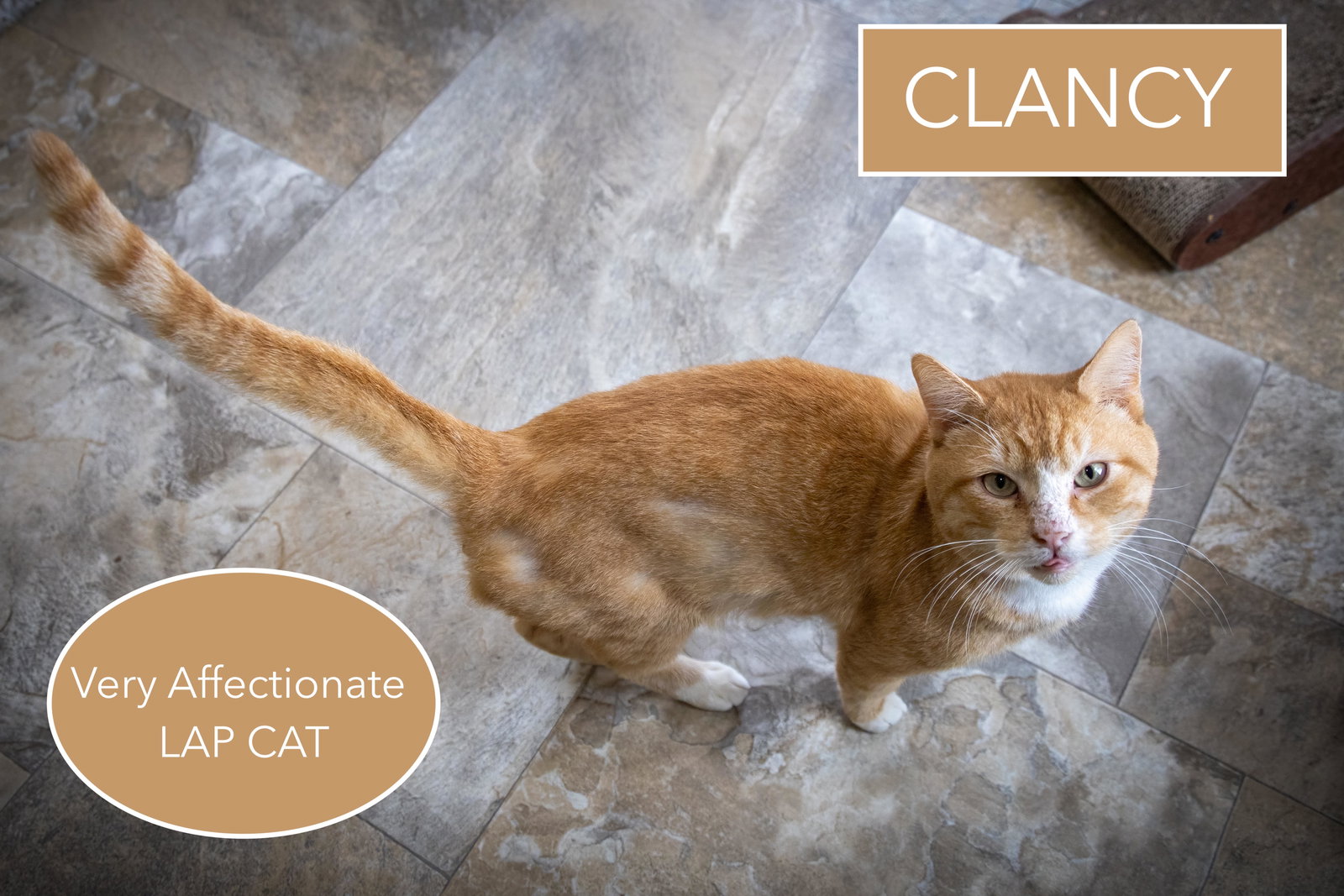 Clancy (FCID# 02/19/2026 - 25 Trainer) C Image