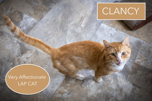Clancy (FCID# 02/19/2026 - 25 Trainer) C, Adult Tabby / Tuxedo / Mixed (short coat), cat for adoption in Lancaster, Pennsylvania