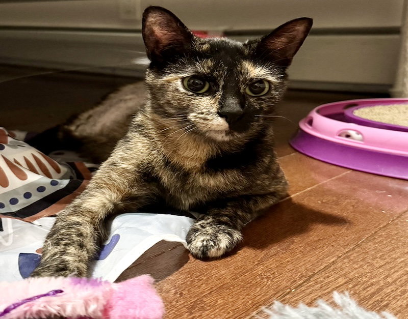 Nala (FCID# 12/01/2025 - 52) KC Image