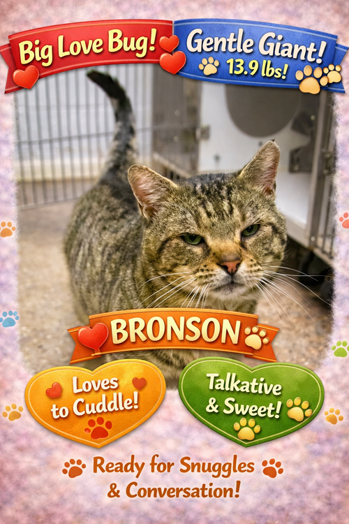 Bronson (FCID# 02/16/2026 - 9 Brookhaven PS), Adult Tabby, cat for adoption in Lancaster, Pennsylvania