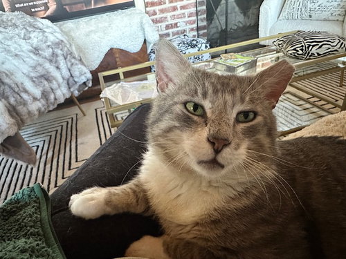 Mittens (FCID# 02/25/2026 - 12), Adult Tuxedo / Tabby / Mixed (short coat), cat for adoption in Lancaster, Pennsylvania