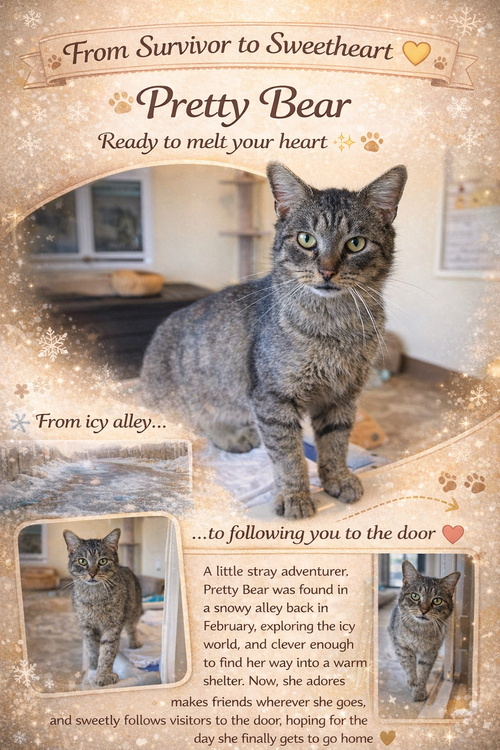Pretty Bear (FCID# 02/26/2026 - 13 Trainer), an adoptable Tabby in Greenville, DE
