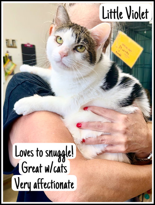 Little Violet FCID 07/15/2025-150) Willow Grove, Young Domestic Short Hair (short coat), cat for adoption in Camden, New Jersey
