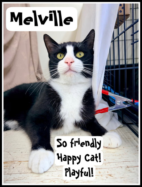 Melville (FCID# 02/13/26 - 401) Willow Grove area, an adoptable Tuxedo in Greenville, DE