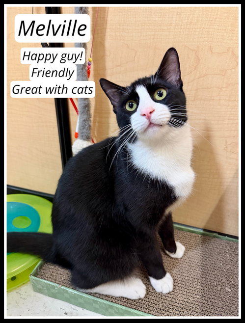 Melville (FCID# 02/13/26 - 401) Willow Grove area, Young Tuxedo (short coat), cat for adoption in Camden, New Jersey