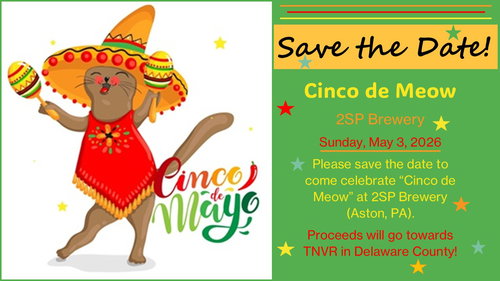 Cinco de Meow at 2SP Brewing Co, Aston, PA 05/3/25, Adult Domestic Short Hair (short coat), cat for adoption in Lancaster, Pennsylvania