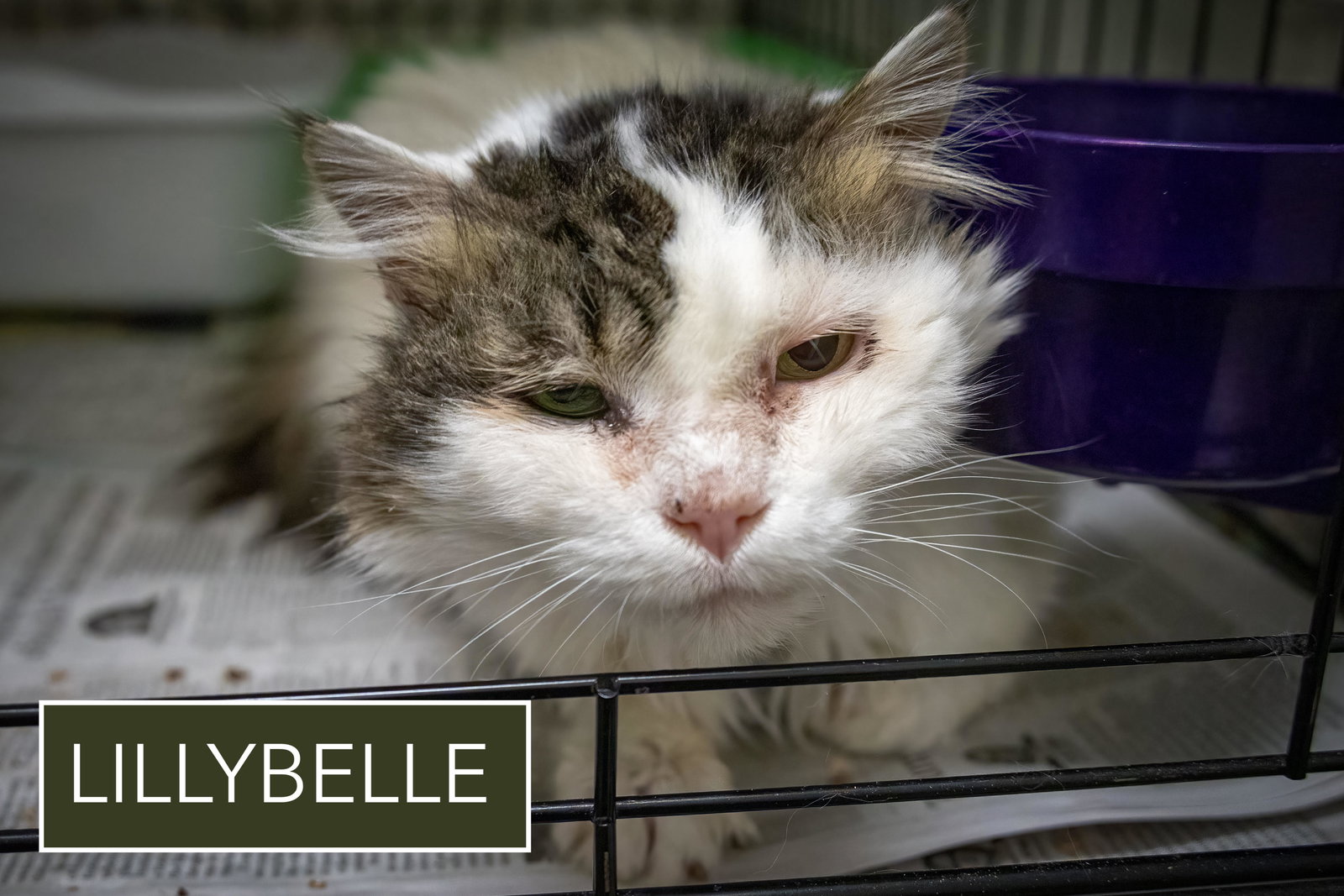 LillyBelle (FCID# 02/22/2026 - 1) C Image