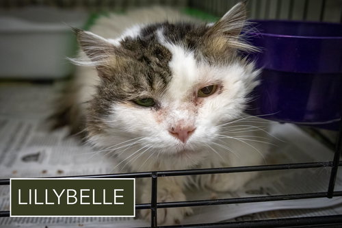 LillyBelle (FCID# 02/22/2026 - 1), Senior Domestic Long Hair / Tabby / Mixed (long coat), cat for adoption in Lancaster, Pennsylvania
