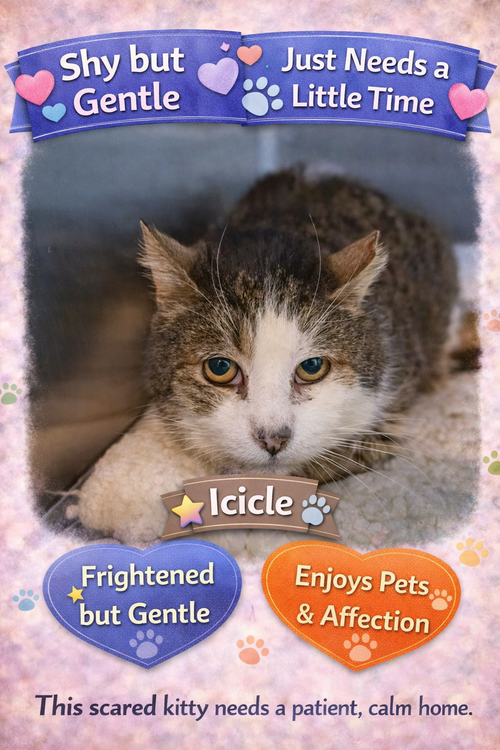 Icicle (FCID# 01/28/2026 - 27), an adoptable Tabby in Greenville, DE