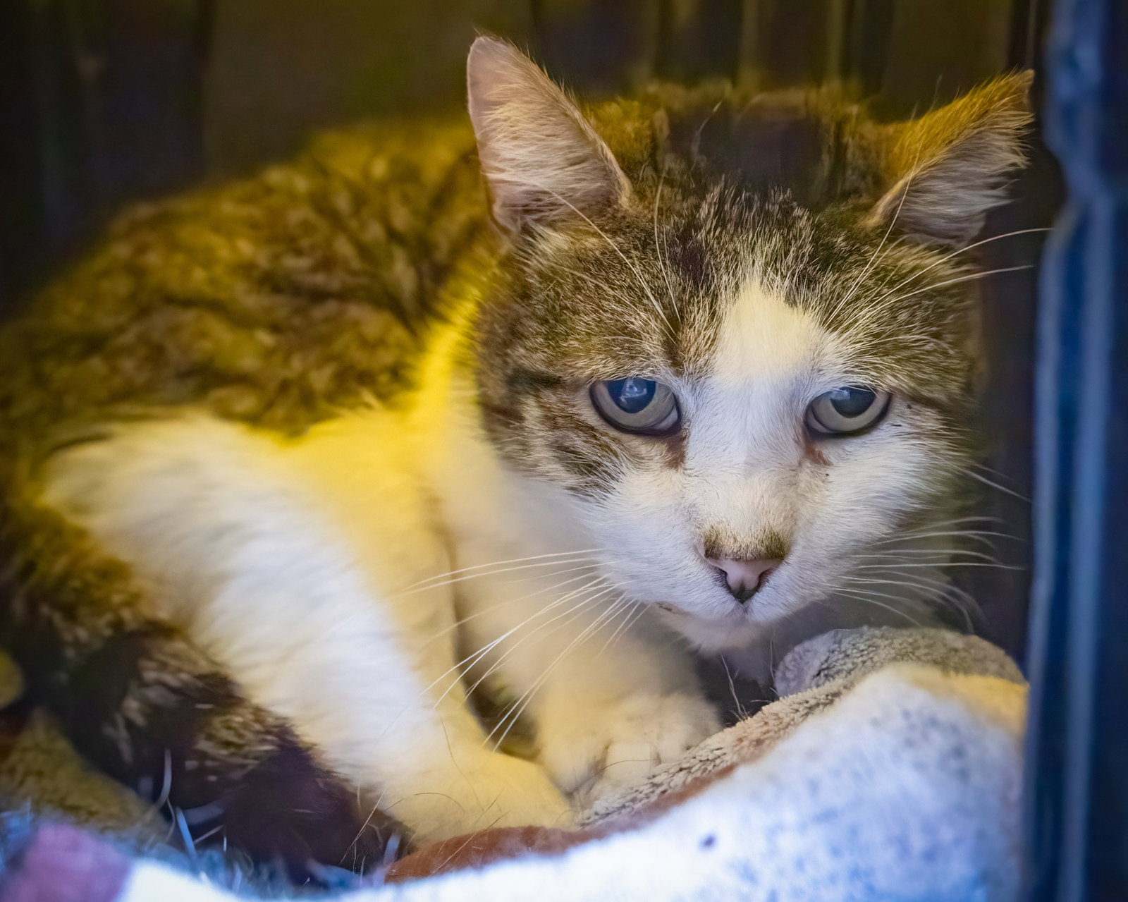 Icicle: Barn Cat (FCID# 01/28/2026 - 27), photo 8