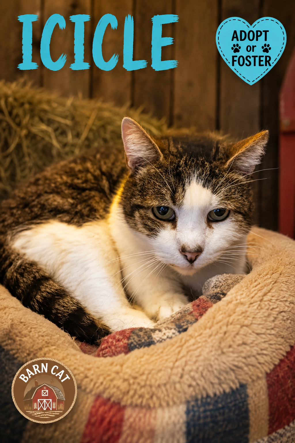 Icicle: Barn Cat (FCID# 01/28/2026 - 27), cat