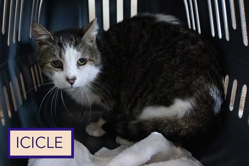 Photo 2 of Icicle: Barn Cat (FCID# 01/28/2026 - 27)