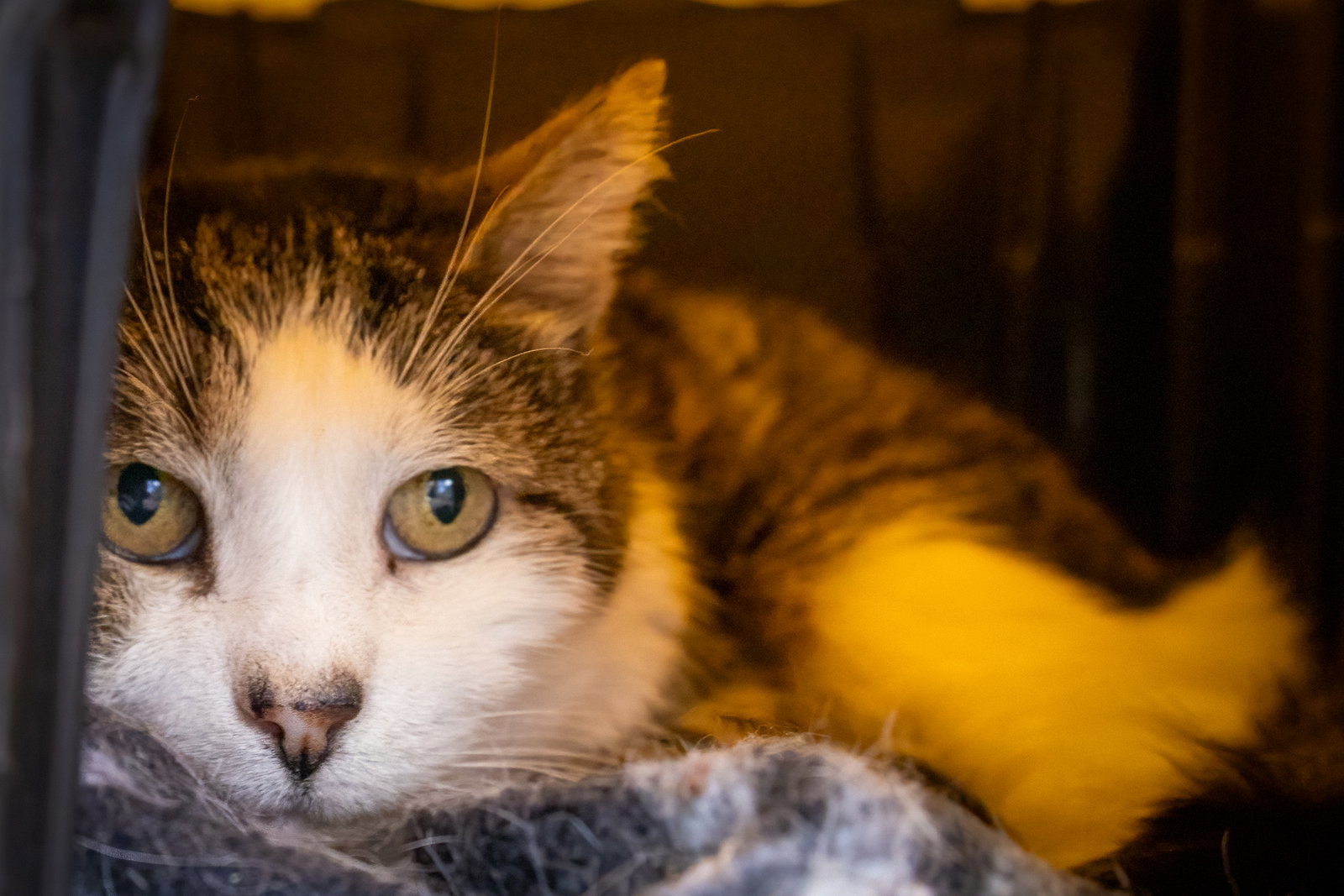 Icicle: Barn Cat (FCID# 01/28/2026 - 27), photo 2