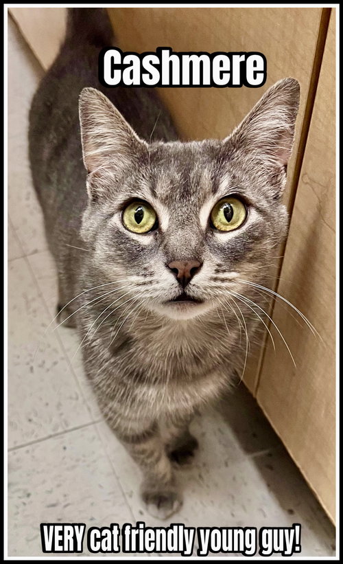 Cashmere (02/06/2026-135) Jenkintown Petsmart, Young Tabby (short coat), cat for adoption in Lakewood, New Jersey
