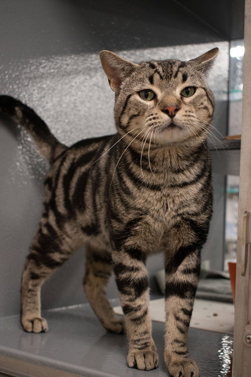 Joseph (FCID# 01/29/2026 - 1 Middletown PS) C, Young Tabby (short coat), cat for adoption in Dover, Delaware
