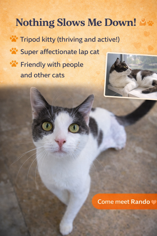 Rando (FCID# 03/02/2026 - 73 Trainer), an adoptable Domestic Short Hair in Greenville, DE