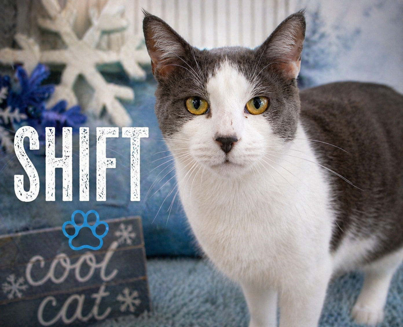 Shift (FCID# 03/02/2026 - 12 Trainer Image