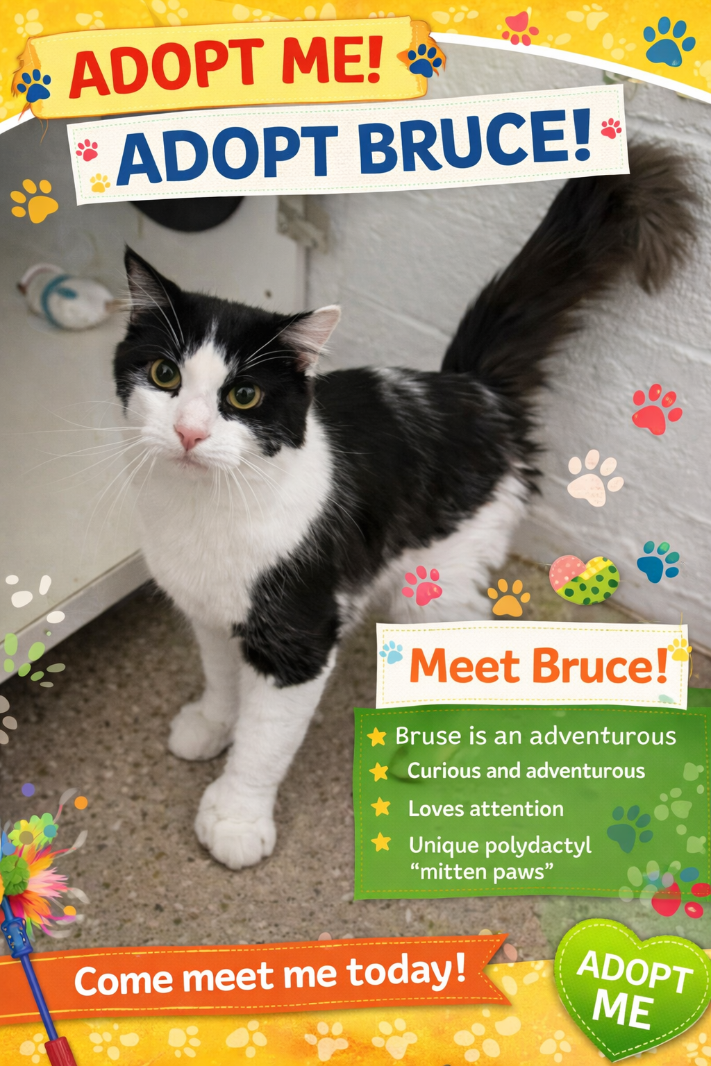 Bruce:  Polydactyl (FCID# 03/02/2026 - 81 GMPS) RC Image