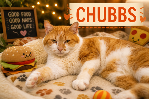 Chubbs (FCID# 03/02/2026 - 32 Brookhaven PS), an adoptable Tabby in Greenville, DE