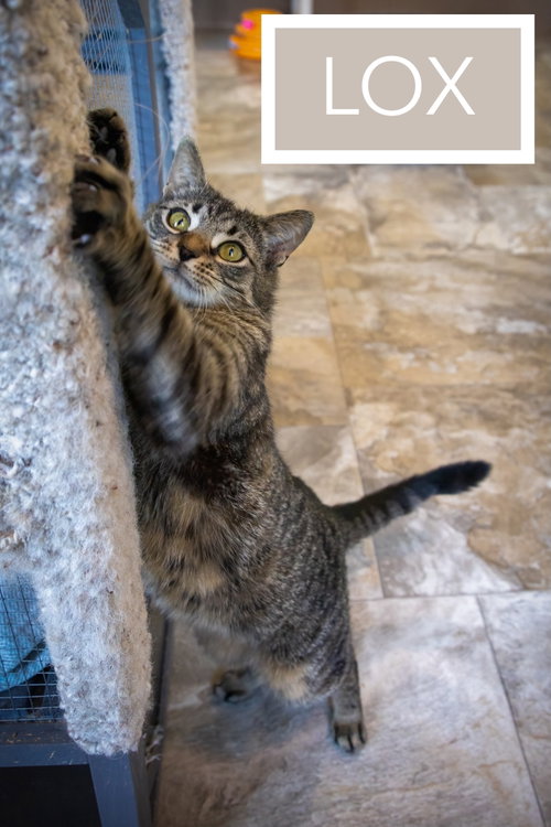 Lox (FCID# 03/02/2026 - 76 Christiana PS) C, an adoptable Tabby in Greenville, DE