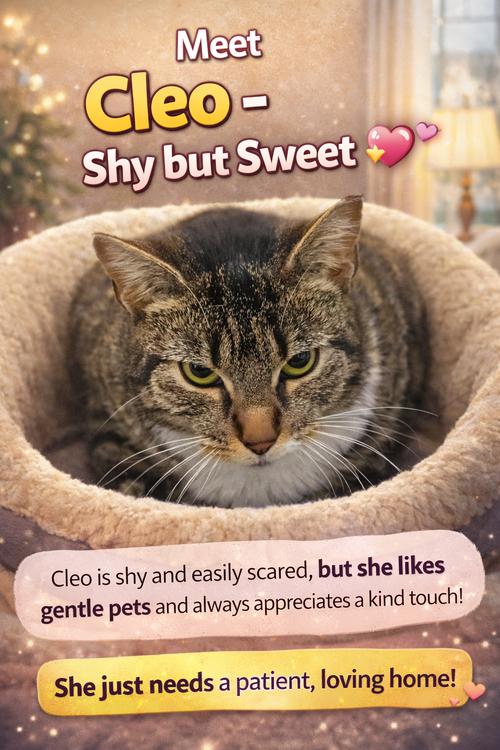 Cleo (FCID# 03/09/2026 - 46 Trainer), Adult Tabby (short coat), cat for adoption in Lancaster, Pennsylvania