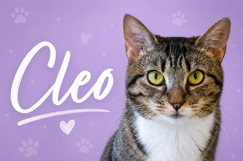 Cleo (FCID# 03/09/2026 - 46 Glen Mills PS), an adoptable Tabby in Greenville, DE