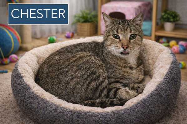 Chester (FCID# 03/05/2026 - 17 Trainer) C