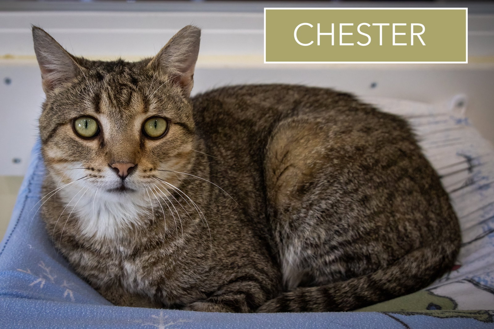 Chester (FCID# 03/05/2026 - 17 Brookhaven PS) C, photo 15