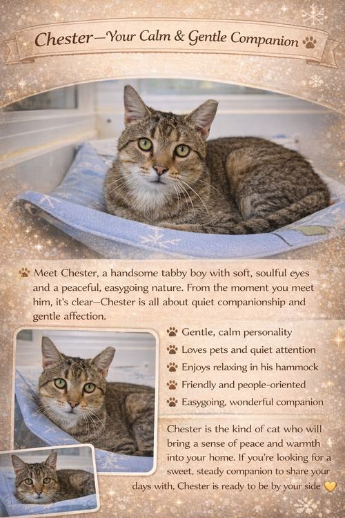 Chester (FCID# 03/05/2026 - 17 Trainer), Adult Tabby (short coat), cat for adoption in Lancaster, Pennsylvania