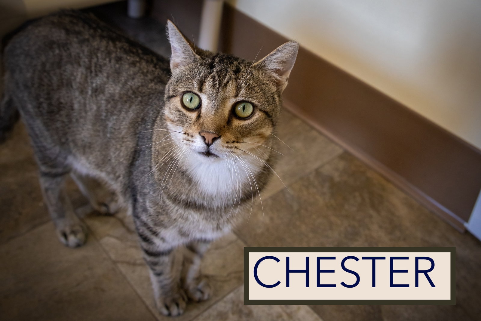 Chester (FCID# 03/05/2026 - 17 Brookhaven PS) C, photo 7