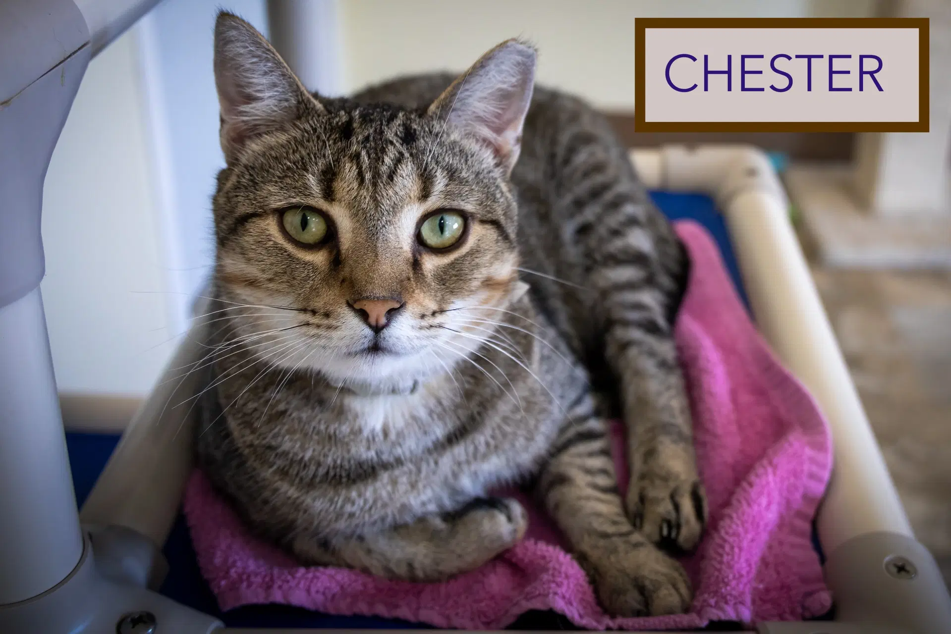 Chester Fcid  -  Trainer C image 3