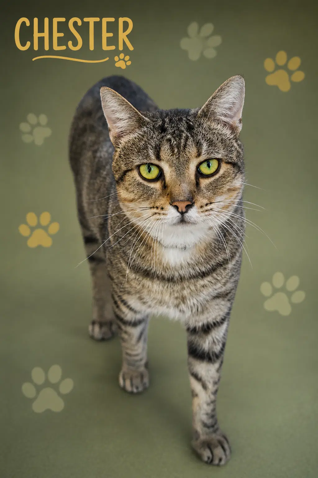Chester Fcid  -  Trainer C - Tabby