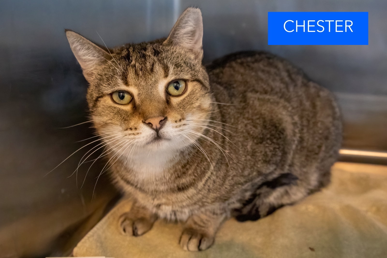 Chester (FCID# 03/05/2026 - 17 Brookhaven PS) C, photo 2