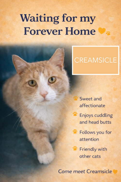 Creamsicle (FCID# 03/05/2026 - 65 Millsboro PS) C, Adult Tabby / Tuxedo / Mixed (short coat), cat for adoption in Dover, Delaware