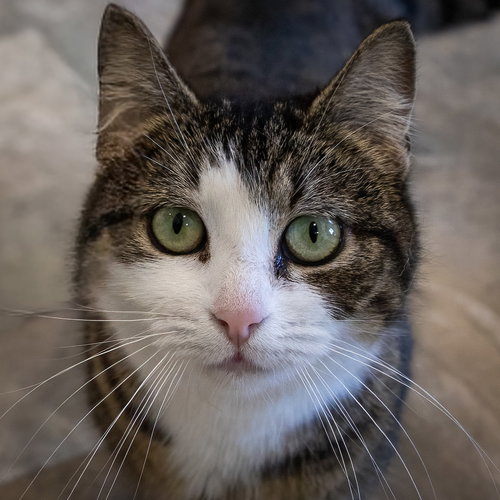 Gardenia (FCID# 03/09/2026 - 47 Brookhaven PS), Young Tabby (short coat), cat for adoption in Lancaster, Pennsylvania