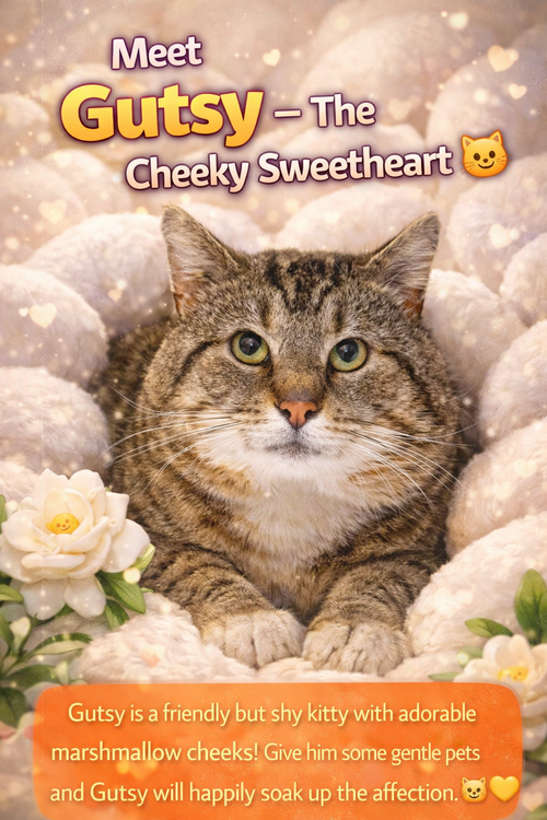 Gutsy (FCID# 03/09/2026 - 81 Trainer), an adoptable Tabby in Greenville, DE