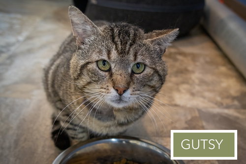 Gutsy (FCID# 03/09/2026 - 81 Trainer), Adult Tabby (short coat), cat for adoption in Lancaster, Pennsylvania