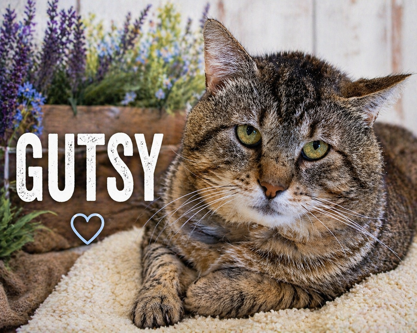 Gutsy (FCID# 03/09/2026 - 81 Trainer) Image
