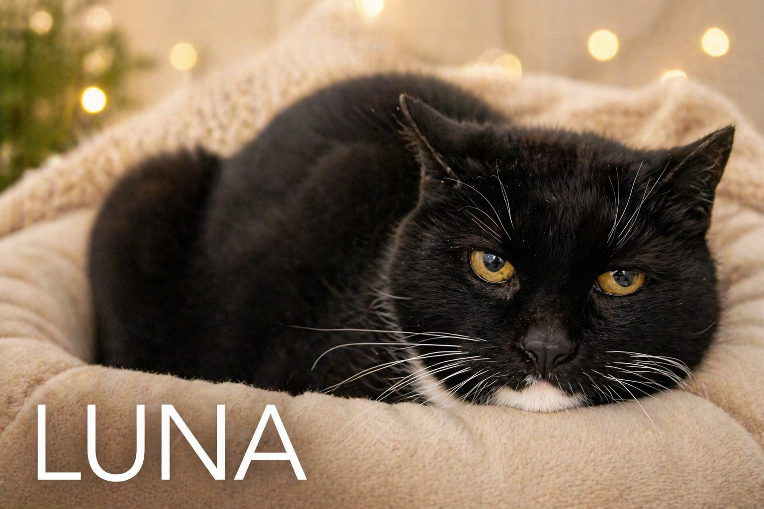 Luna (FCID# 03/13/2026 - 1) Image